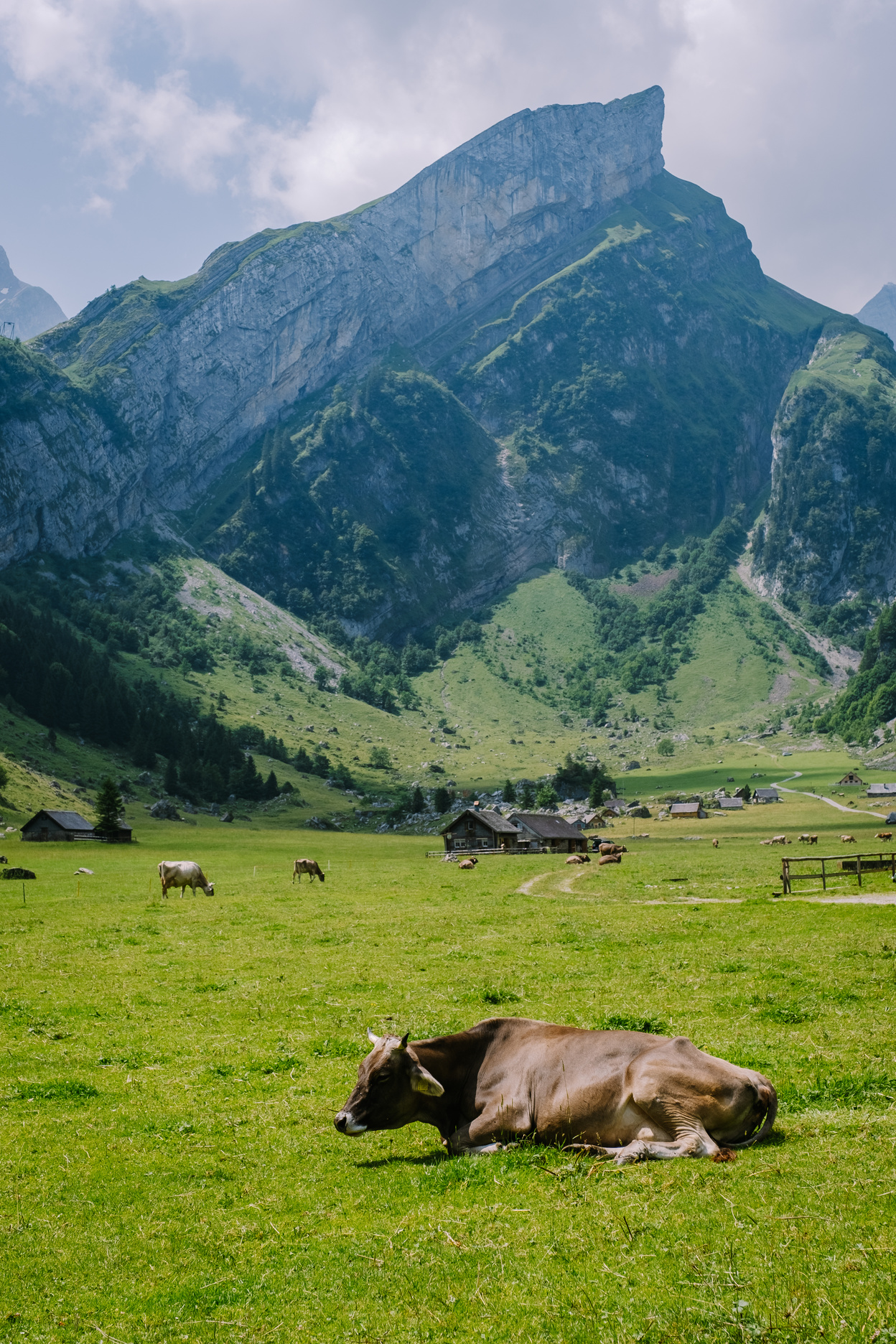 Lake Seealpsee near Appenzell in Swiss Alps, Ebenalp, Switzerland, a Cow in the Mountain